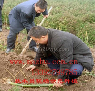 粉丹竹苗&nbsp;&nbsp;大头苗&nbsp;麻竹头苗&nbsp;麻竹种苗