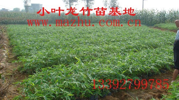 粉单竹苗&nbsp;油单竹苗&nbsp;龙竹苗木&nbsp;麻竹苗