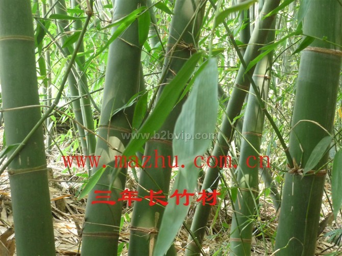 麻竹苗&nbsp;甜龙竹苗&nbsp;篙竹苗&nbsp;油单竹苗&nbsp;甜竹苗
