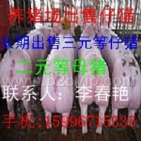 今日猪价2.8元一斤欢迎你来考察购买仔猪