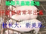 最新猪价 2.8元一斤欢迎来我场考察购买仔猪