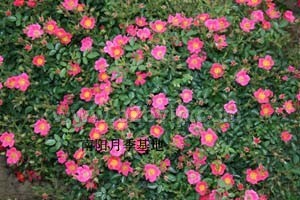 地被月季