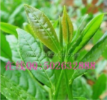 茶&nbsp;茶叶批发&nbsp;安溪铁观音&nbsp;铁观音茶