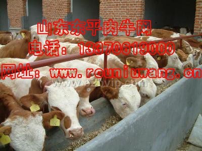 肉牛专业合作社&nbsp;东平肉牛合作社