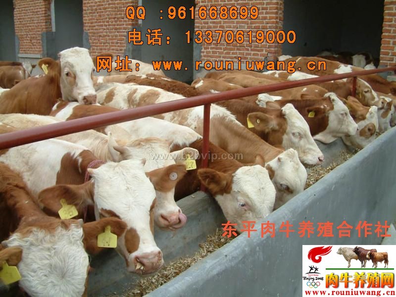 肉牛价格&nbsp;养殖肉牛&nbsp;肉牛买卖&nbsp;山东肉牛价格&nbsp;肉牛批发价格
