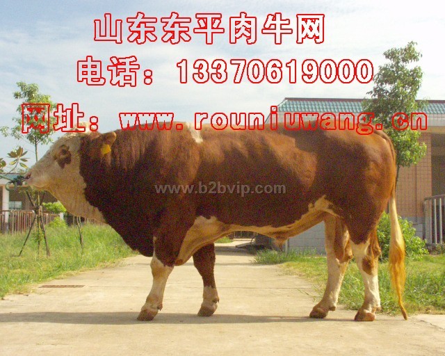 西门塔尔牛&nbsp;养殖西门塔尔牛&nbsp;西门塔尔牛价格