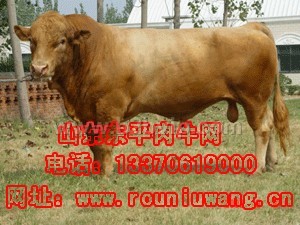 利木赞牛&nbsp;养利木赞牛&nbsp;利木赞牛价格&nbsp;东平肉牛养殖合作社