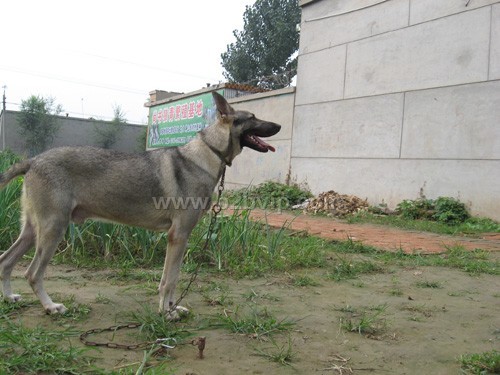 日本狼青犬_其他特种养殖动物_特种养殖动物_食品,,牧