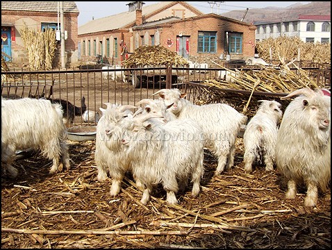 绒山羊肉羊 绒山羊品种 绒山羊养殖推广基地
