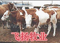 肉牛养殖肉牛价格肉牛养殖场肉牛养殖技术肉牛网