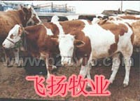 肉牛养殖基地 养牛致富 肉牛养殖技术