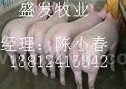 求购仔猪13812415342陈小春