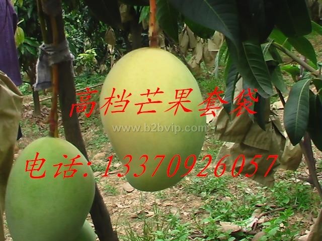 海南芒果袋,泰国芒果套袋,仿台湾春风芒果套袋,攀枝花芒果袋