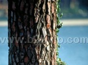 松树皮提取物