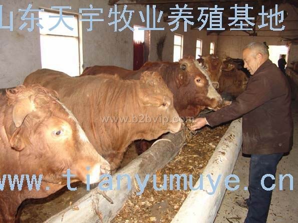 天宇牧业急售6000头小公牛