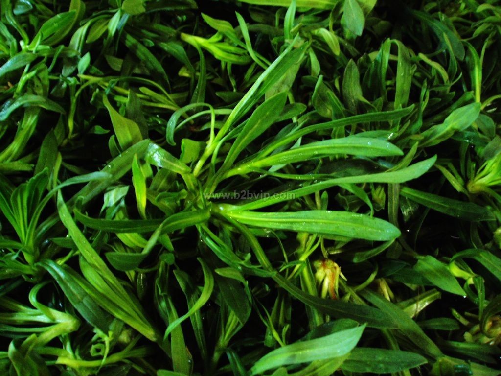 面条菜种子