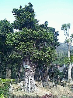 小叶榕，造型榕树，重阳木桩,移植香樟