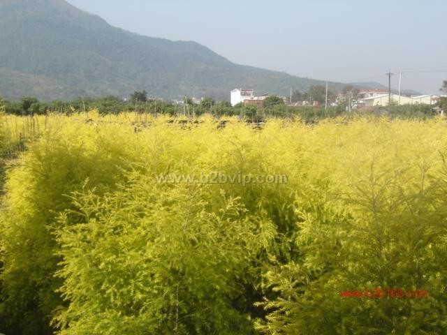 黄金宝树，黄金香柳，千层金