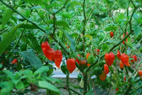 供应全世界最辣的魔鬼椒种子及干辣椒