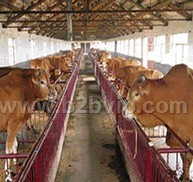 旭旺牧业供应改良肉牛，育肥牛优惠供应