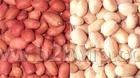 鑫兴采购花生米芝麻玉米高粱大豆