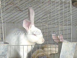 兔笼，商品兔笼，子母兔笼
