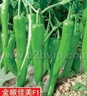 辣椒种子金椒佳美