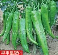 辣椒种子早丰皇冠