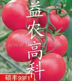 以色列杂交一代番茄种子硕丰99F1