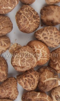 干制香菇-茶花菇（中国香菇之乡）