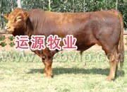 江西肉牛养殖场 安徽肉牛养殖场-运源牧业