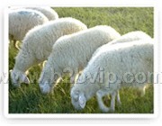 出售优质纯种肉羊 育肥小山羊小绵羊纯种种羊 肉羊育肥饲料配方