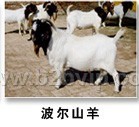 供应,肉驴,肉牛，波尔山羊、小尾寒羊 牛羊、牛犊