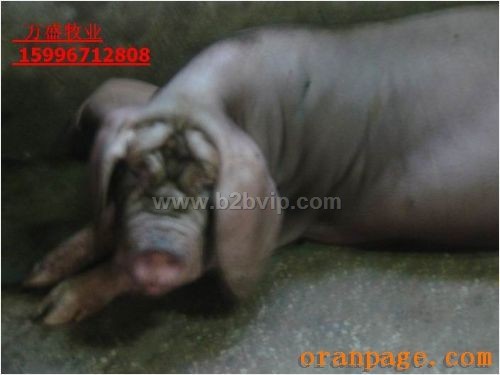 万盛原种猪场纯种太湖猪梅山猪二元母猪专供15996712808