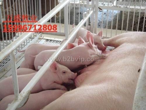 苏太猪二元母猪三元长白杜洛克苗猪基地专供15996712808