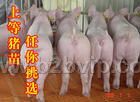 大约克仔猪杜洛克苗猪纯种太湖母猪大量销售13951528338