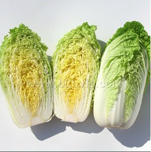 娃娃菜种子&韩国娃娃菜种子&金娃娃娃娃菜种子