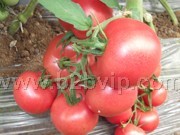 番茄种子&抗线虫番茄种子&粉冠二号番茄种子