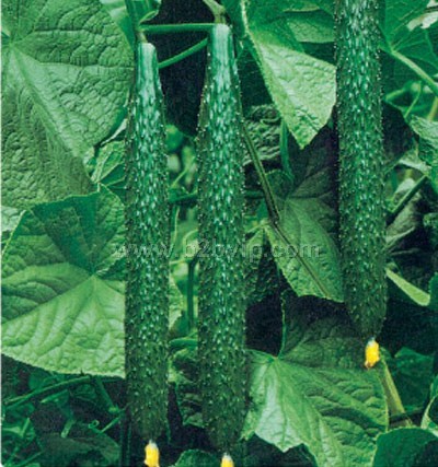 黄瓜种子|黄瓜种子价格|佛罗里达1号黄瓜种子