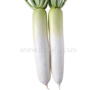 萝卜种子|高产萝卜种子|四季萝卜种子