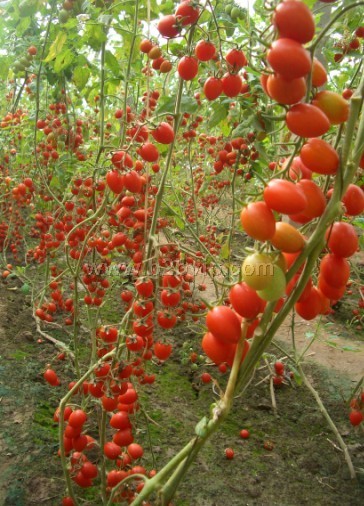 小番茄种子&水果番茄种子&夏星樱桃番茄种子