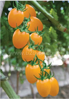 番茄种子&樱桃番茄种子&金珠樱桃番茄种子