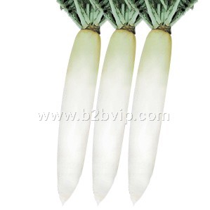 萝卜种子|青头萝卜种子|春夏萝卜种子