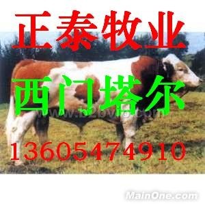 肉牛，肉牛养殖，肉牛价格，西门塔尔牛
