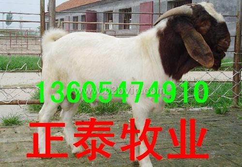 波尔山羊，波尔山羊养殖技术，波尔山羊养殖场