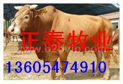 鲁西黄牛，酒糟养牛，肉牛价格，肉牛养殖效益分析，秸秆养牛