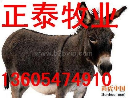 肉驴，肉驴养殖，养殖肉驴效益，秸秆养殖肉驴