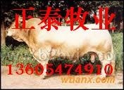 鲁西黄牛，夏洛莱牛，西门塔尔牛，利木赞牛，犊牛