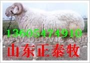 小尾寒羊，小尾寒羊价格，小尾寒羊养殖场