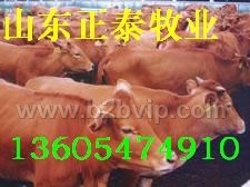 怎样养牛，养牛技术，肉牛养殖，肉牛犊
